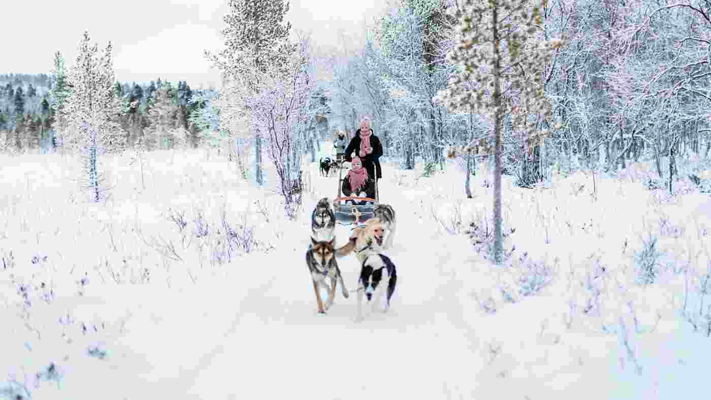 lapland_north_winter_husky-copy.jpg